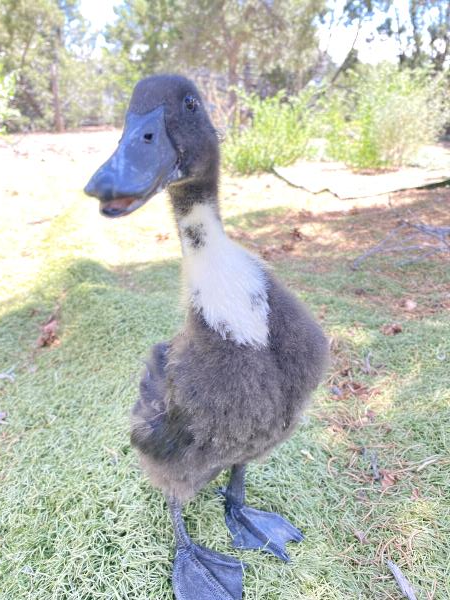 /Images/uploads/The Santa Fe New Mexican/santafepetcontest/entries/33957thumb.jpg